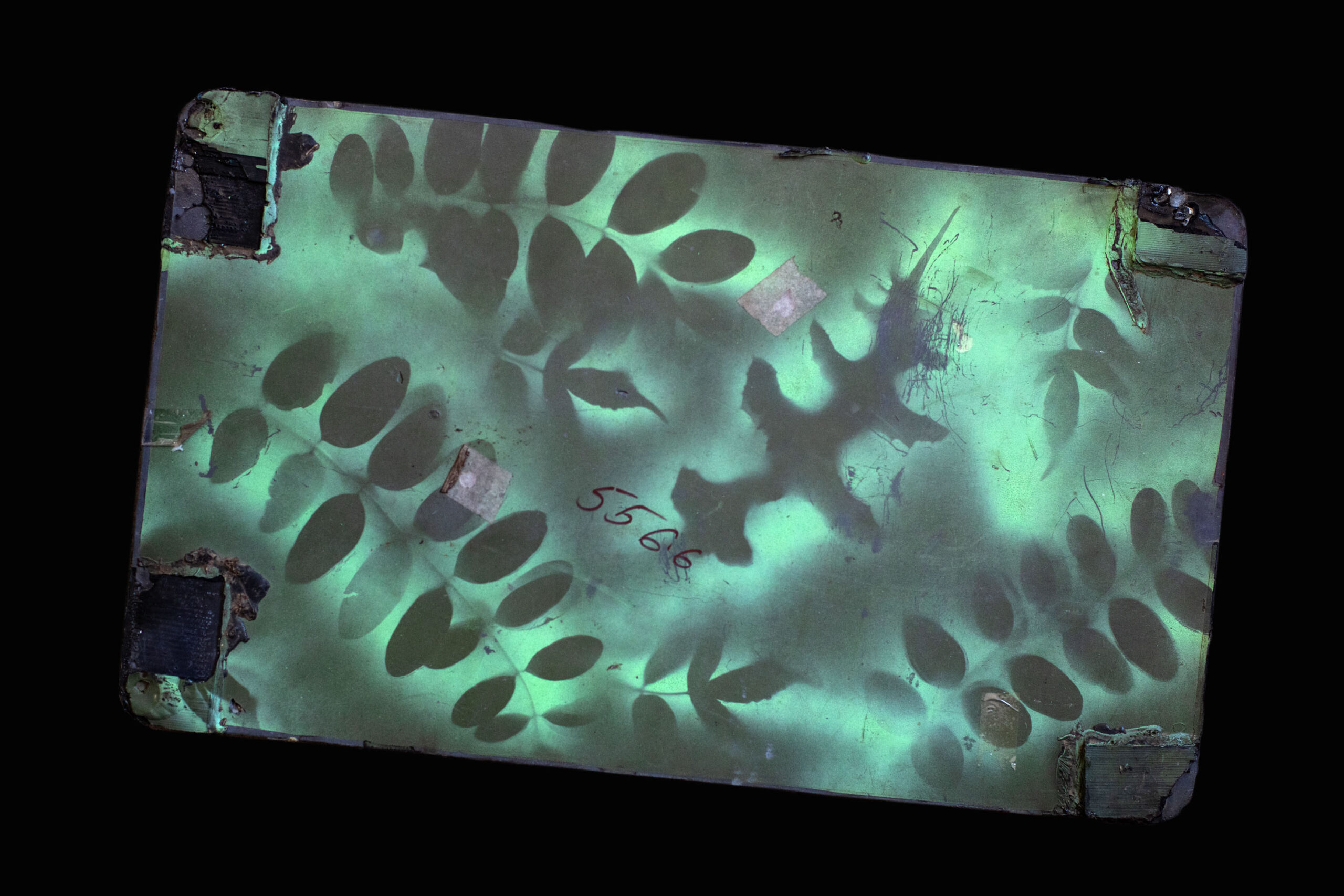 a Starlink terminal with leaves inside the housing, seen lit in silhouette and numbered 5566