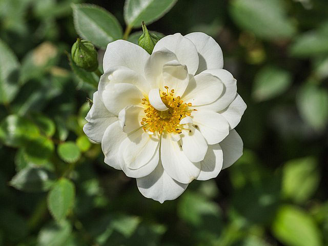 a white flower with a yellow center