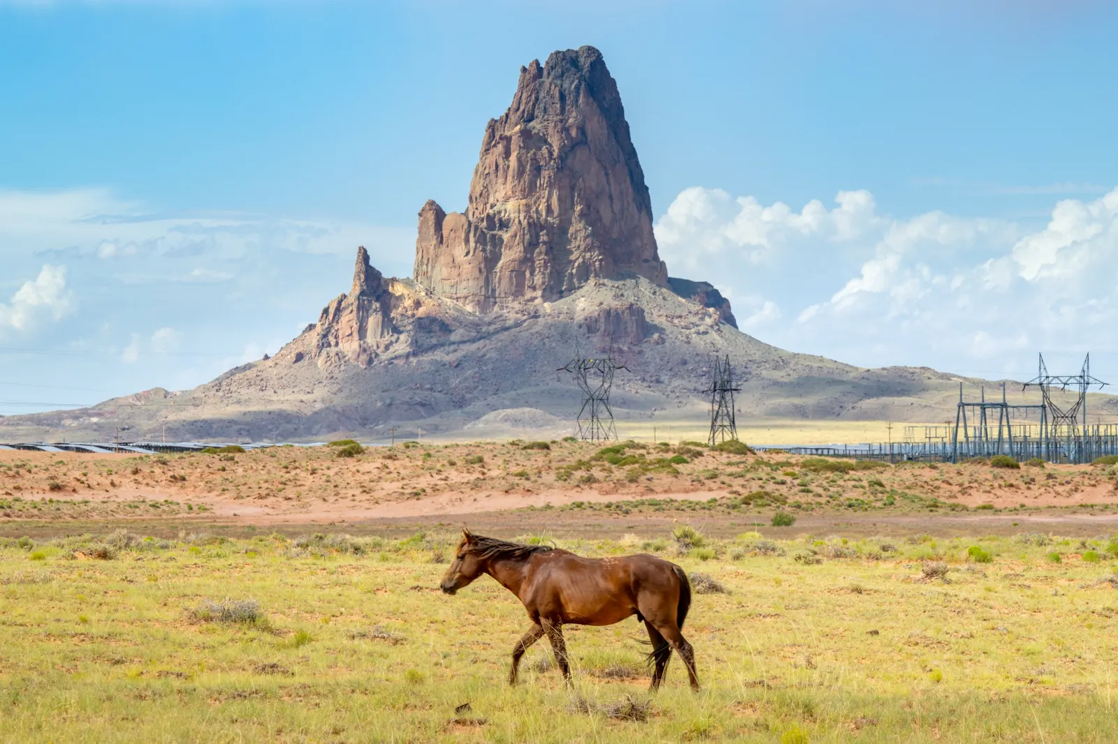 A horse grazes in a field near the Kayenta Solar Plant on June 22, 2024 in Kayenta, Arizona.