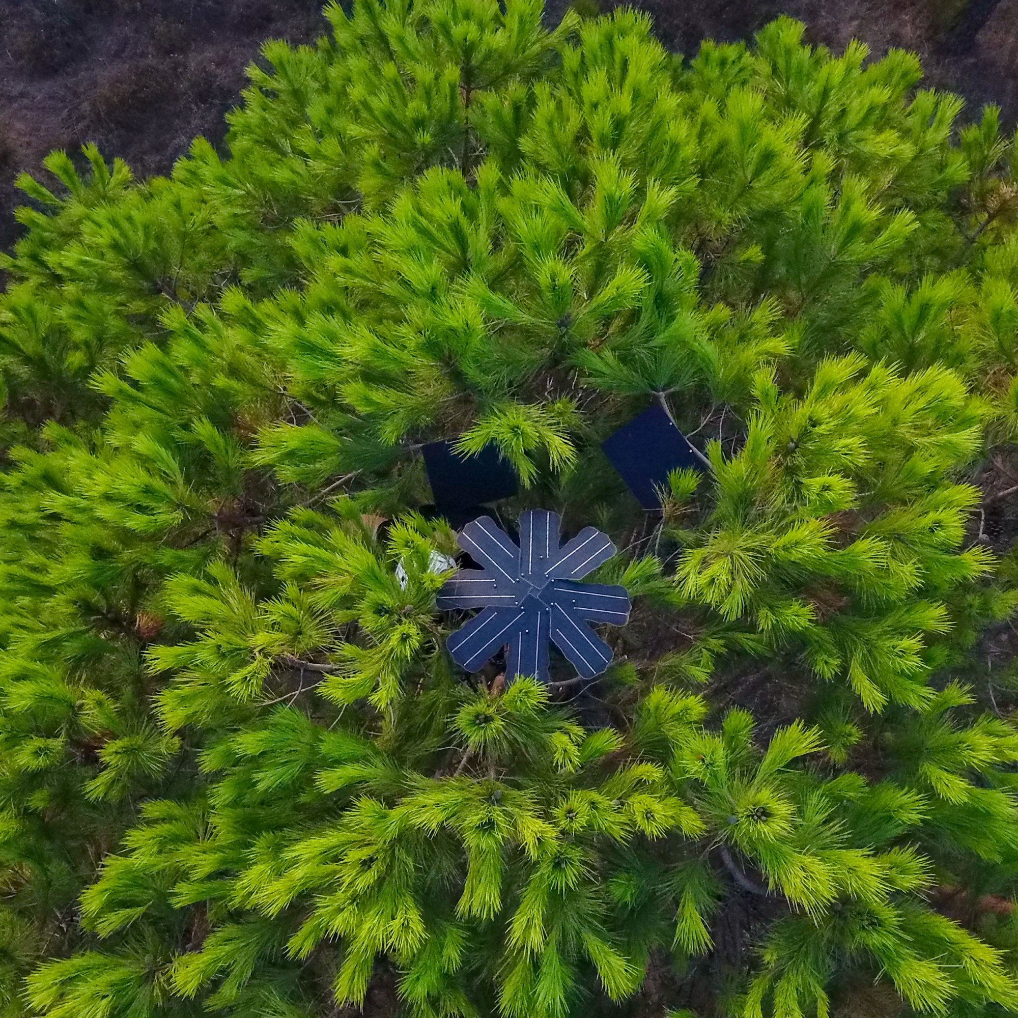 Guardian device in a tree canopy