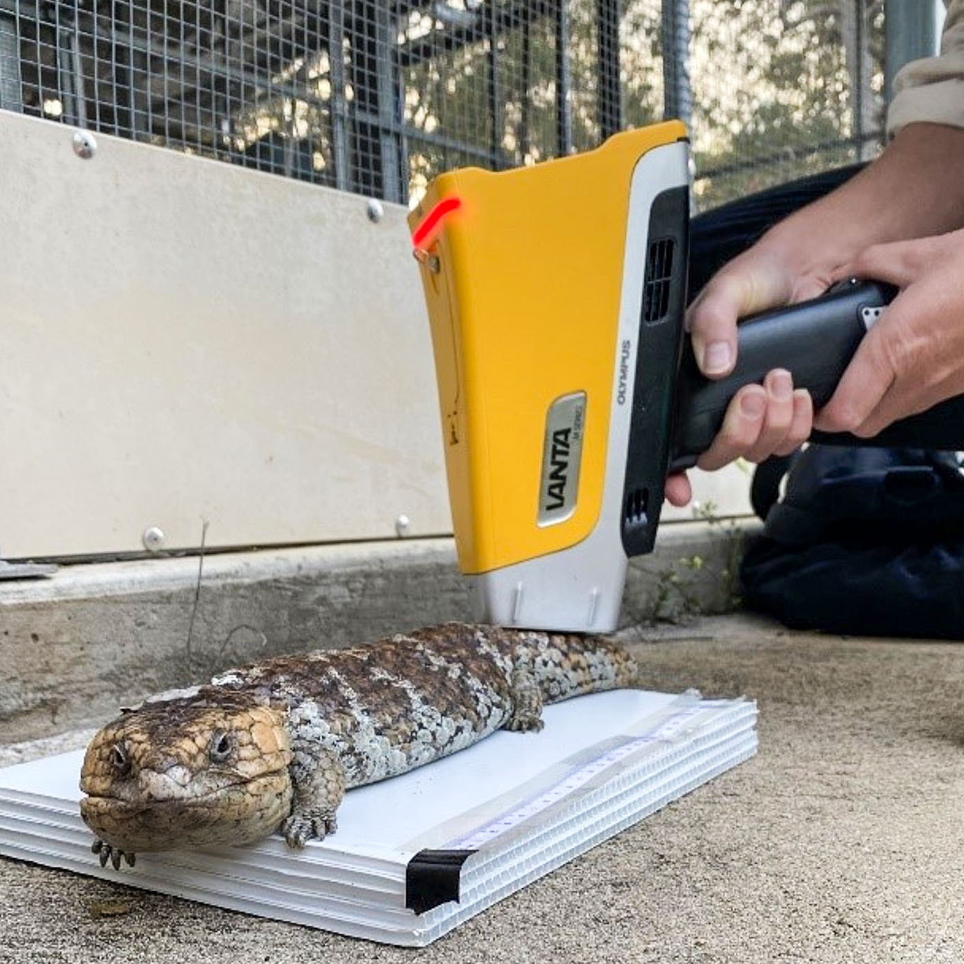 A handheld portable scanner on the flank of a lizard