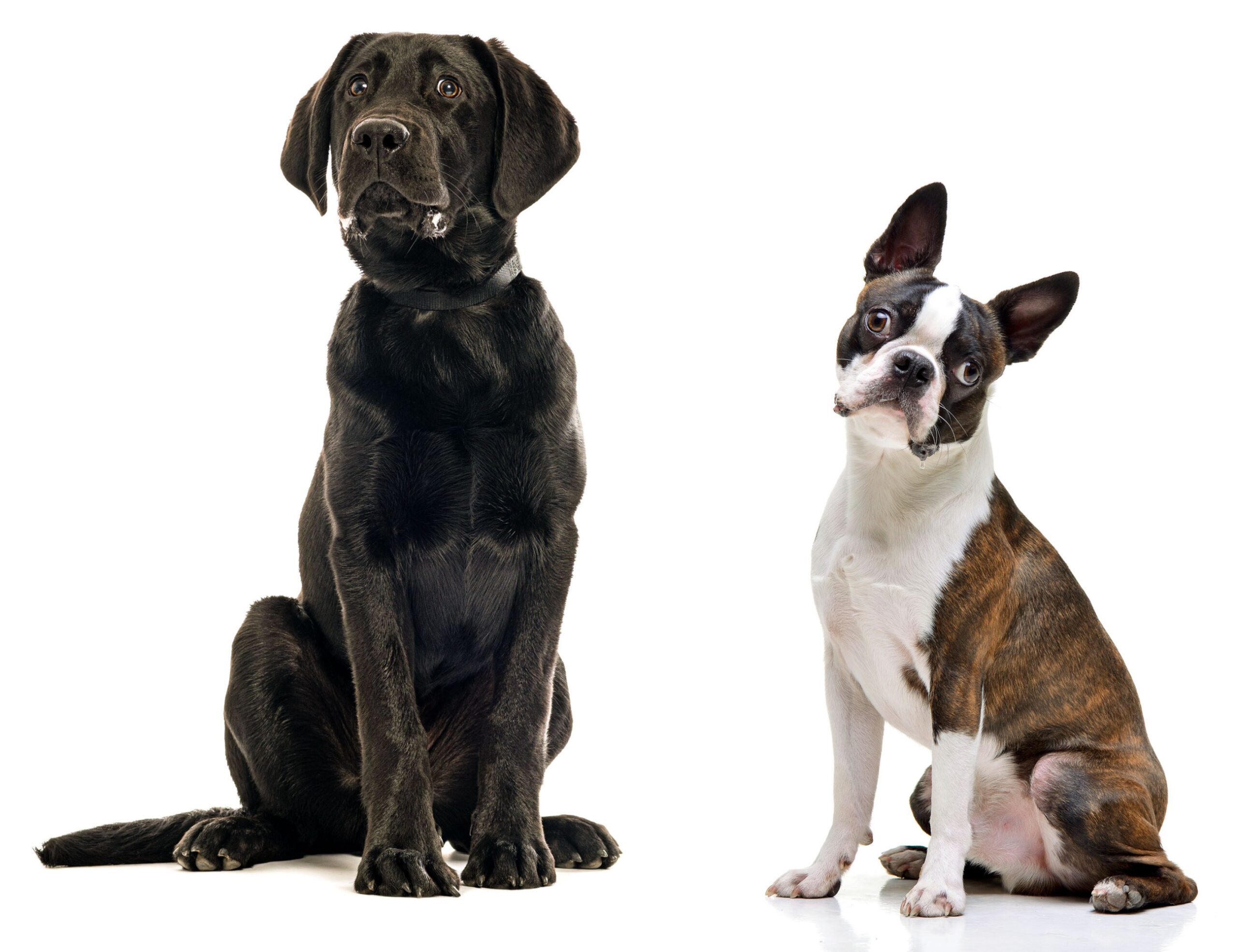 Black labrador puppy and a Boston terrier