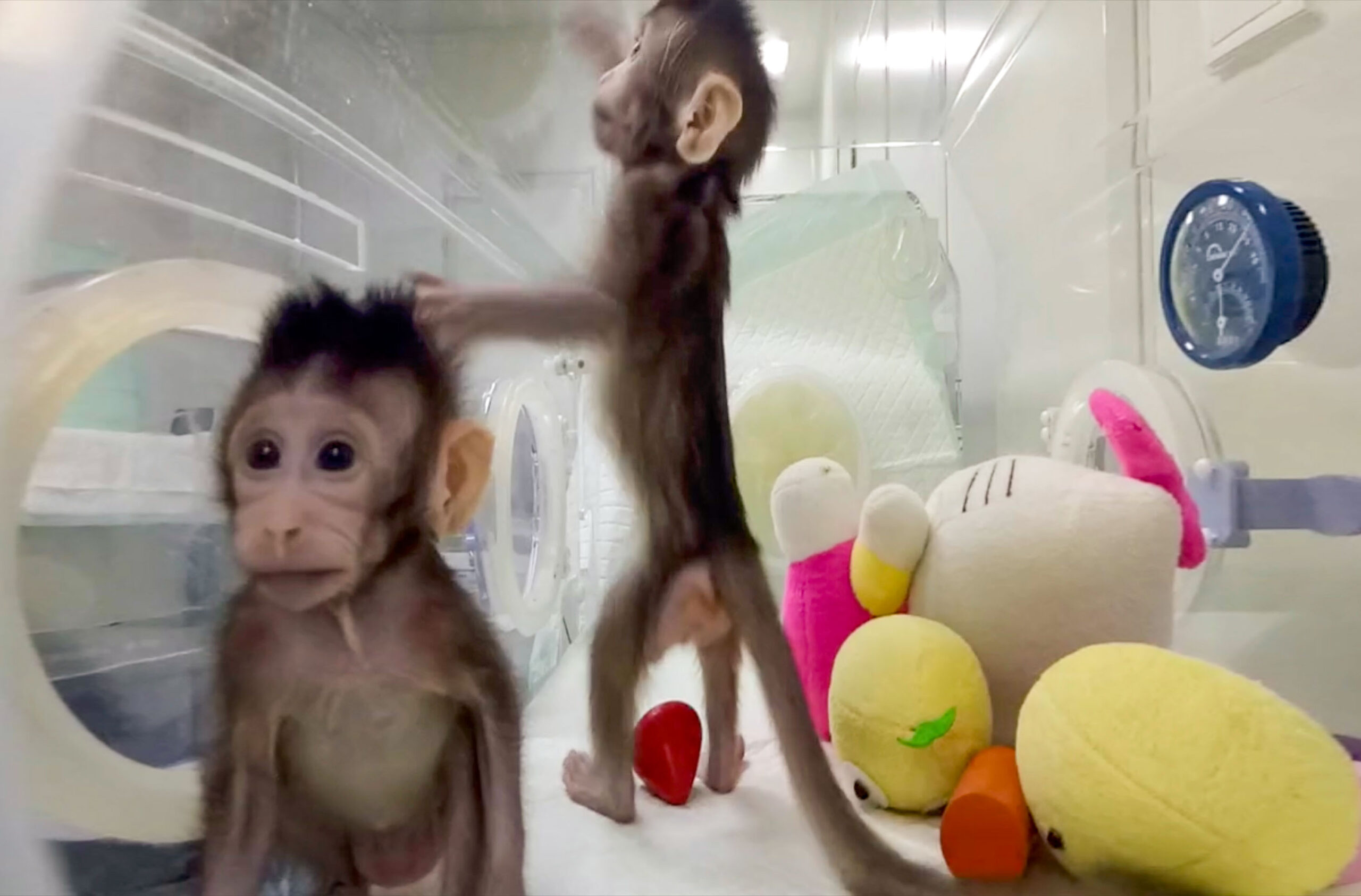 Two monkeys with stuffed animals in a plastic research container
