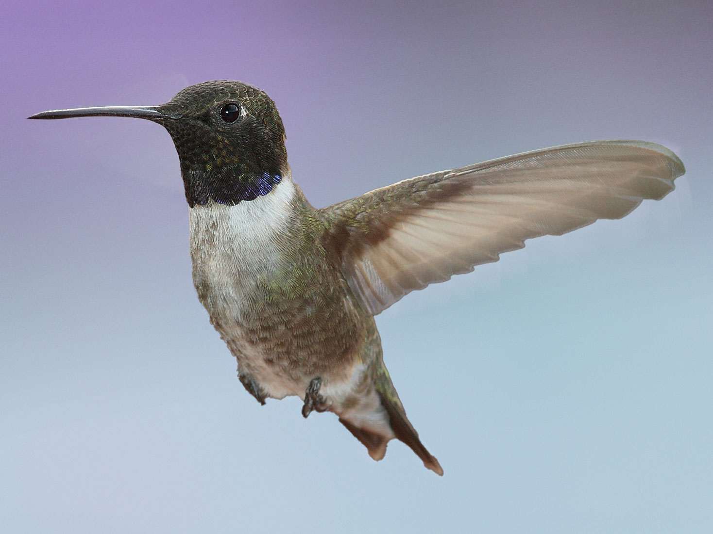hummingbird in flight