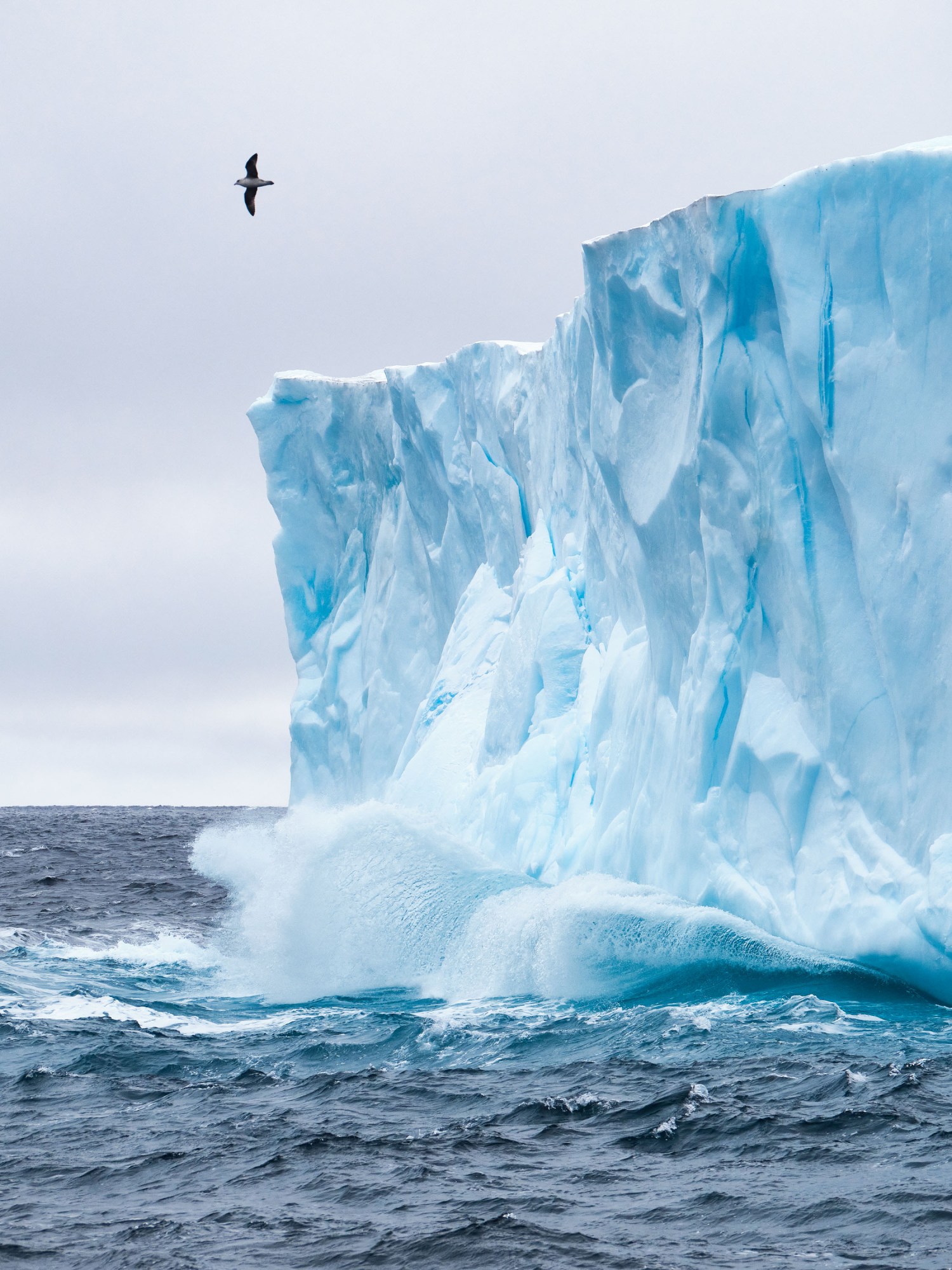 a sea bird flies past an iceberg