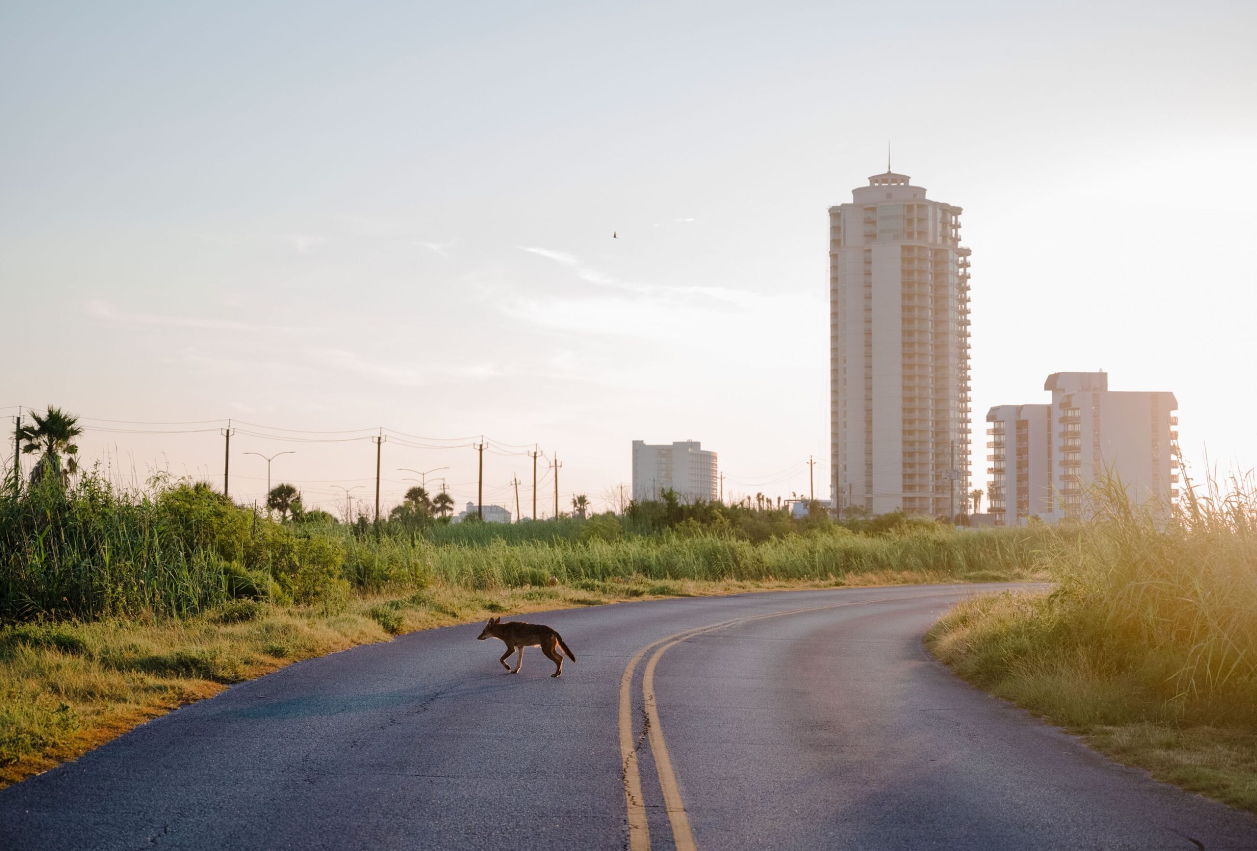 a wolf crosses a road outside of the city